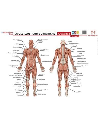 Tavole illustrative didattiche. Anatomia: i muscoli