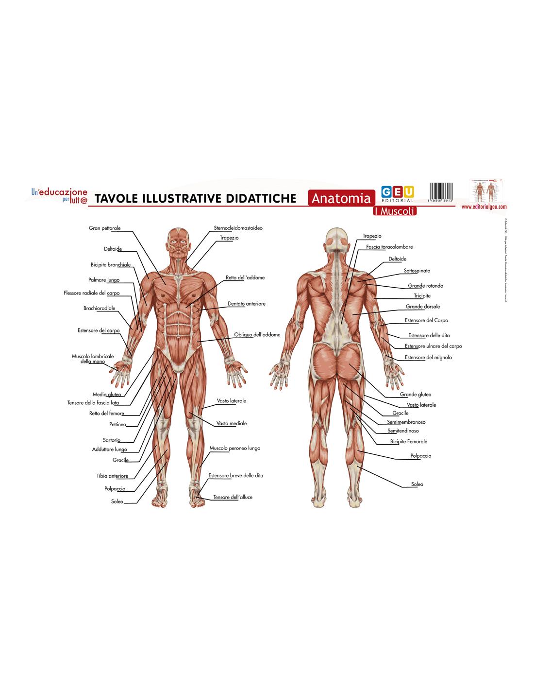 Tavola illustrativa Per Imparare i Muscoli del Corpo Umano ® Editorial GEU