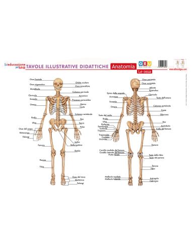 Tavole illustrative didattiche. Anatomia: le ossa